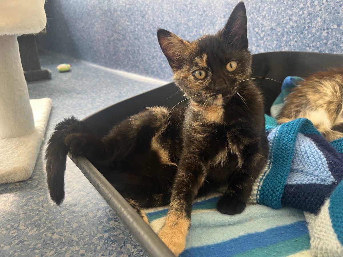 Gallery image: Bonita