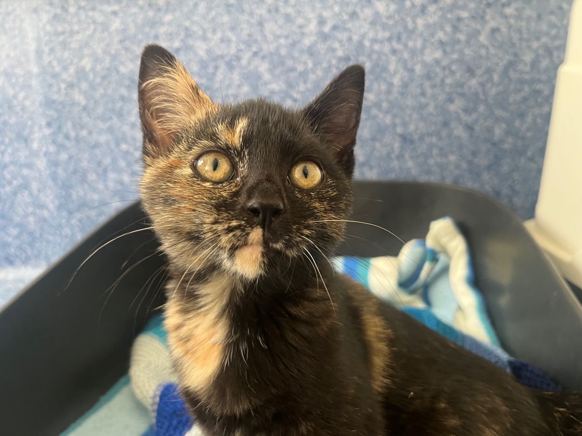 Gallery image: Bonita