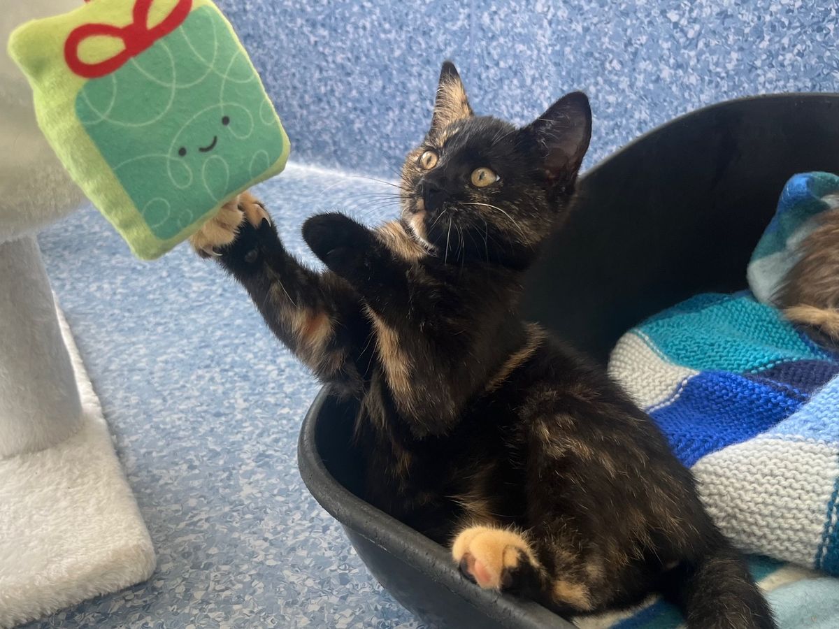 Gallery image: Bonita