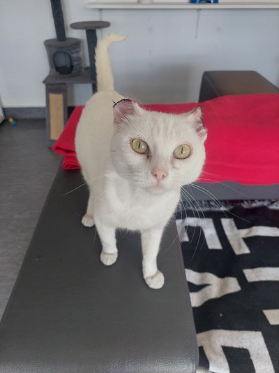 Sephora  - Domestic Short Hair