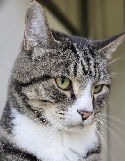 Rumble - Domestic Short Hair