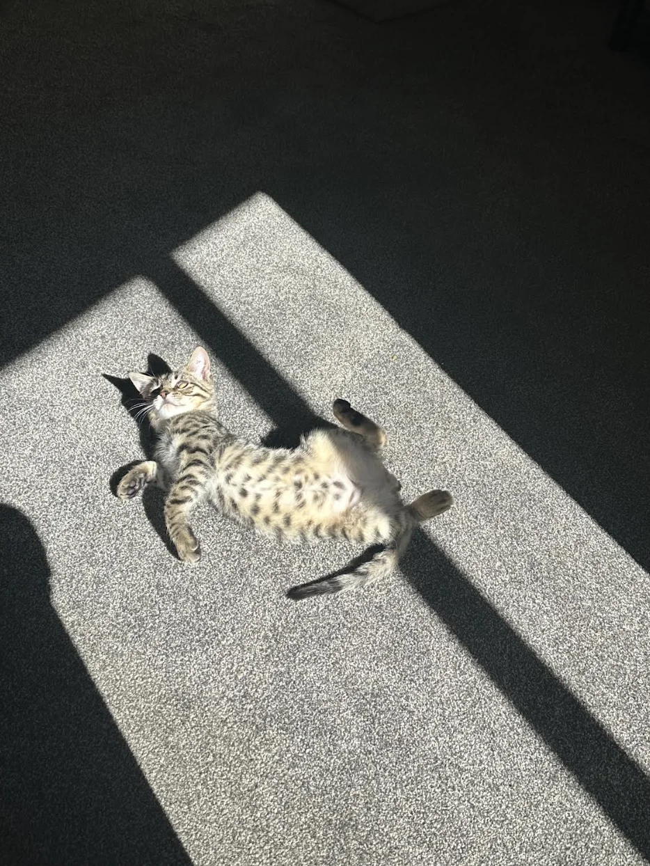 Gallery image: Miles