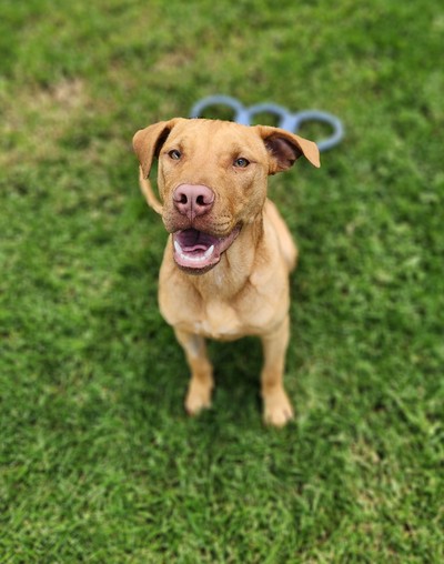 Zion - American Staffy