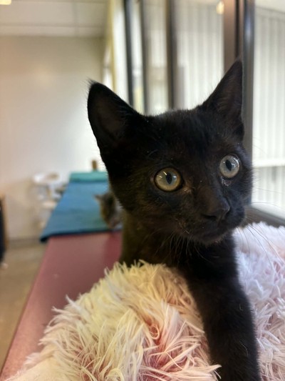 Petal - Domestic Short Hair