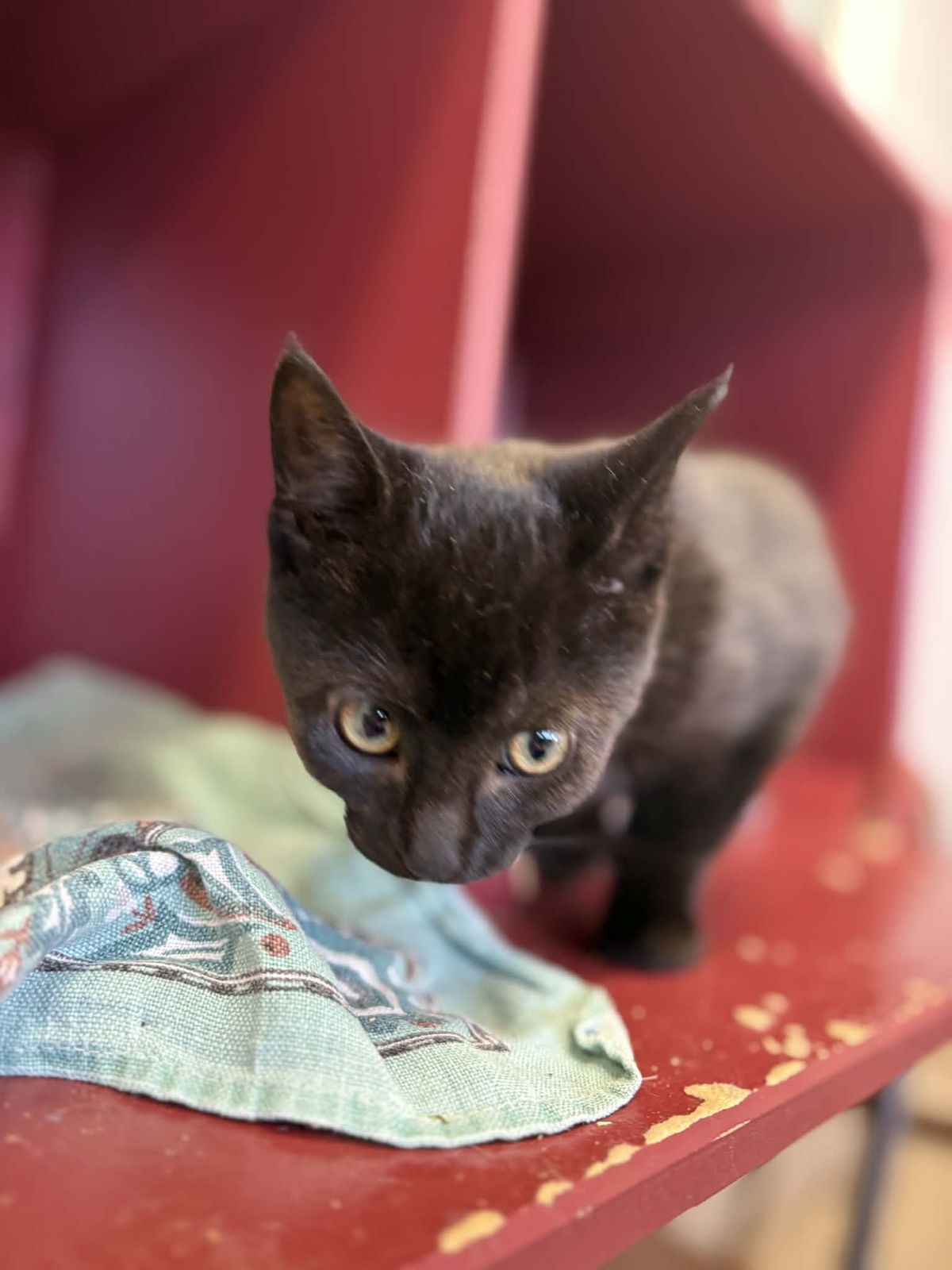 Gallery image: Petal