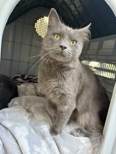 Blue - Domestic Short Hair