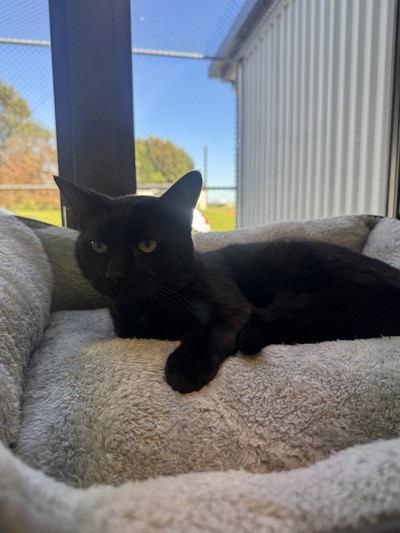 Kayson - Domestic Short Hair