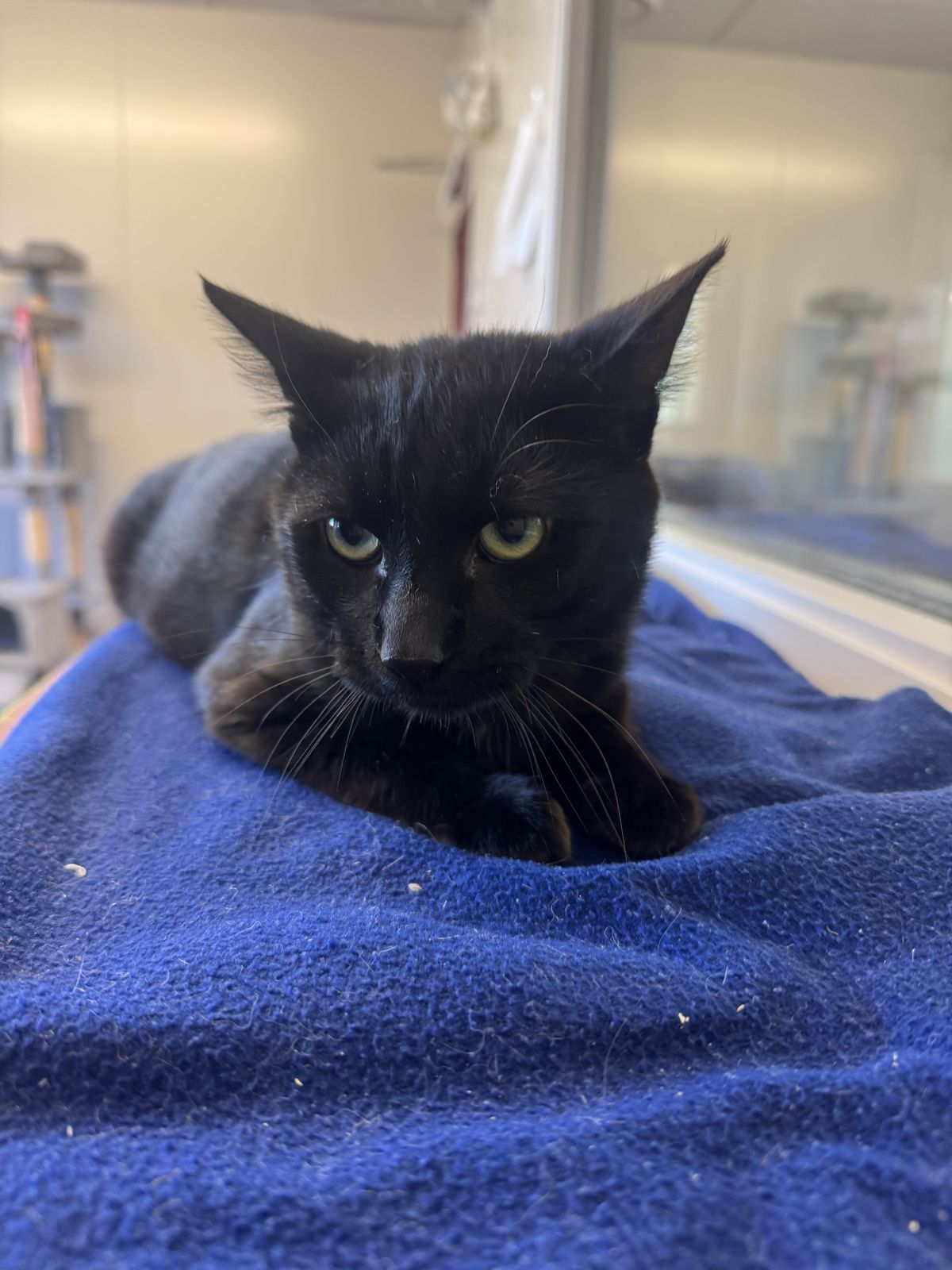 Gallery image: Kayson