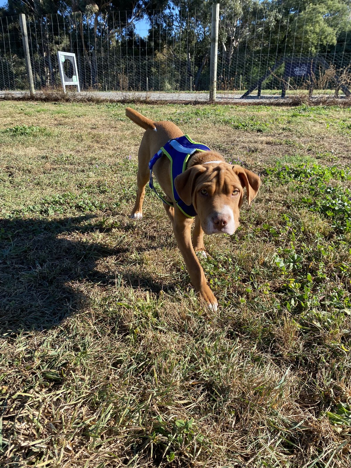 Gallery image: Clade