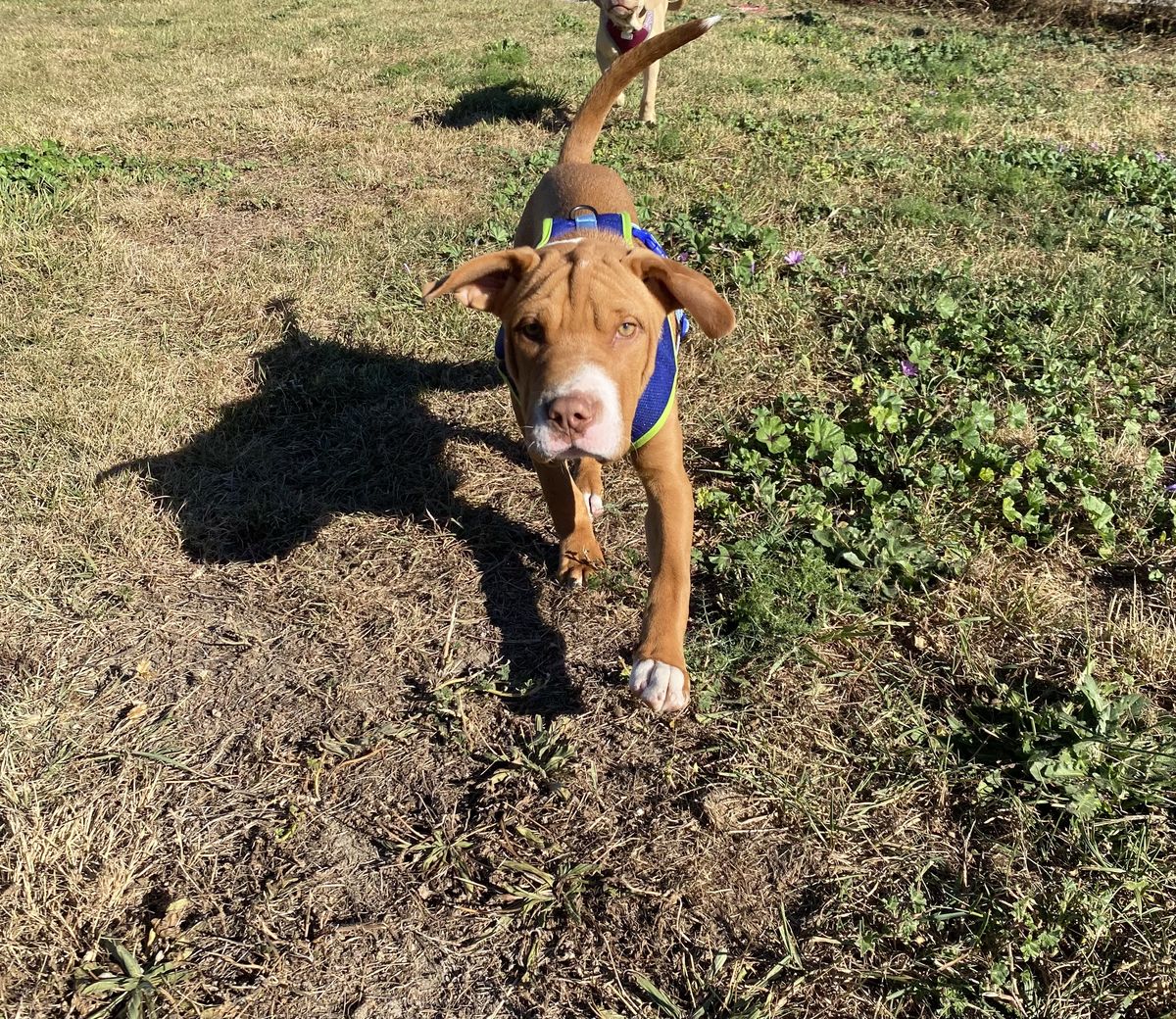 Gallery image: Clade