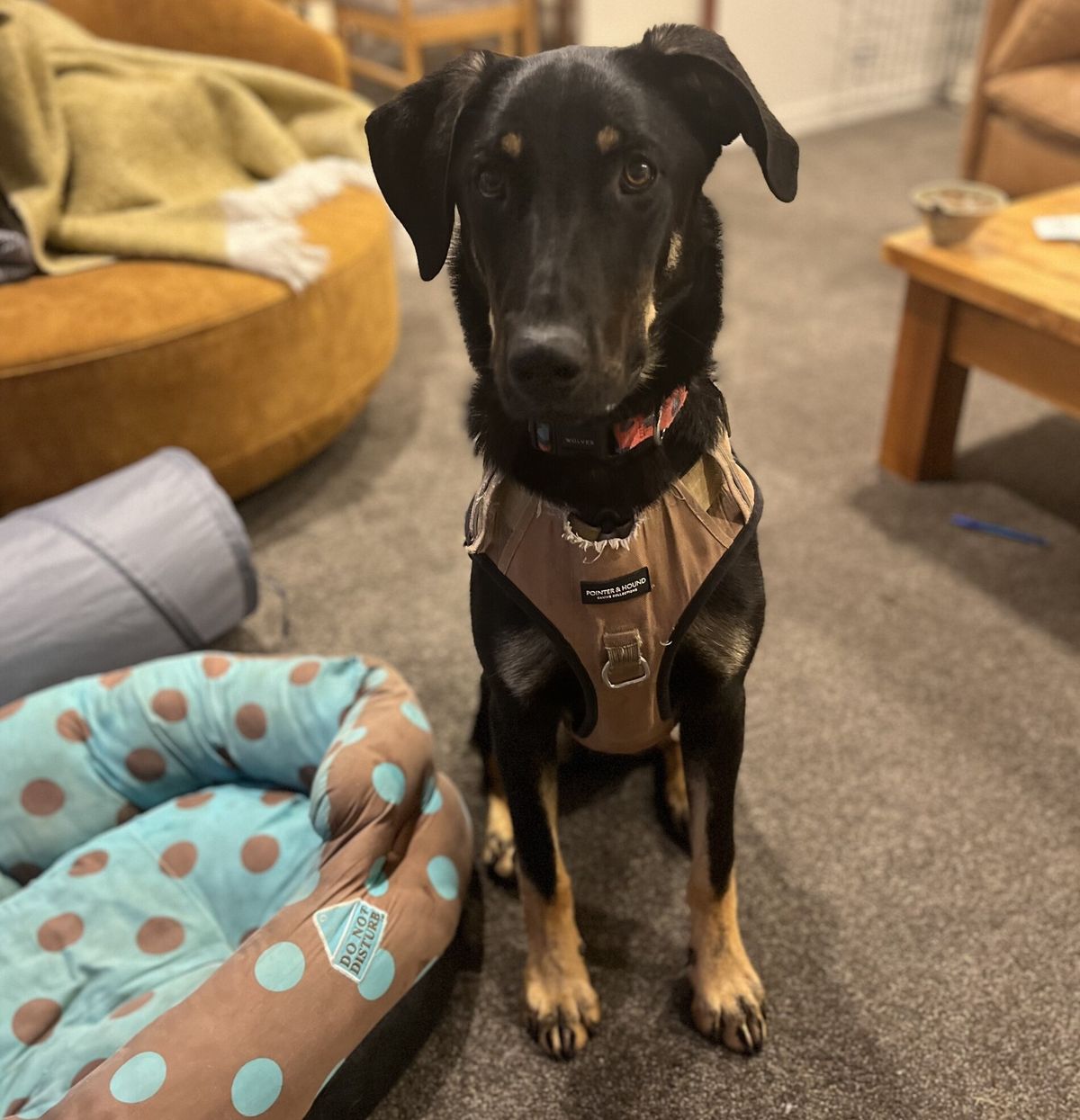 Gallery image: Tanggol