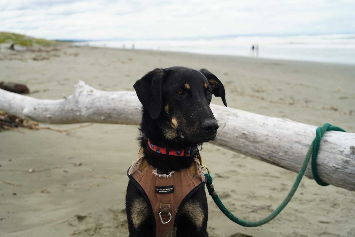 Gallery image: Tanggol