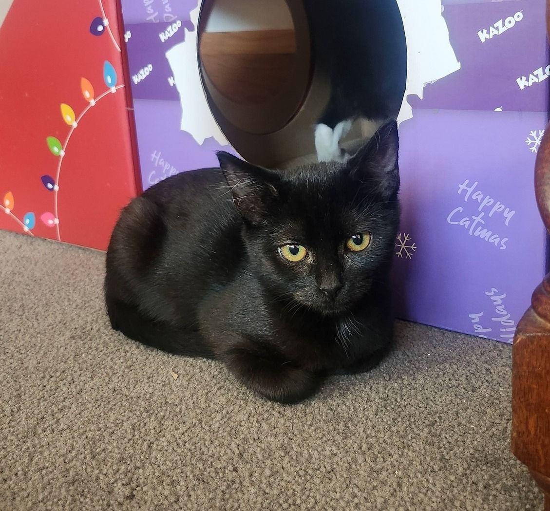 Gallery image: Shadow