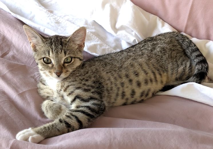 Gallery image: Rosina