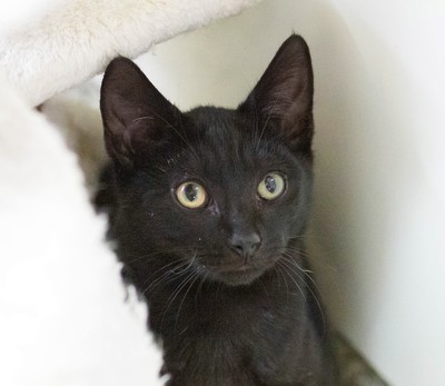 Tallie - Domestic Short Hair