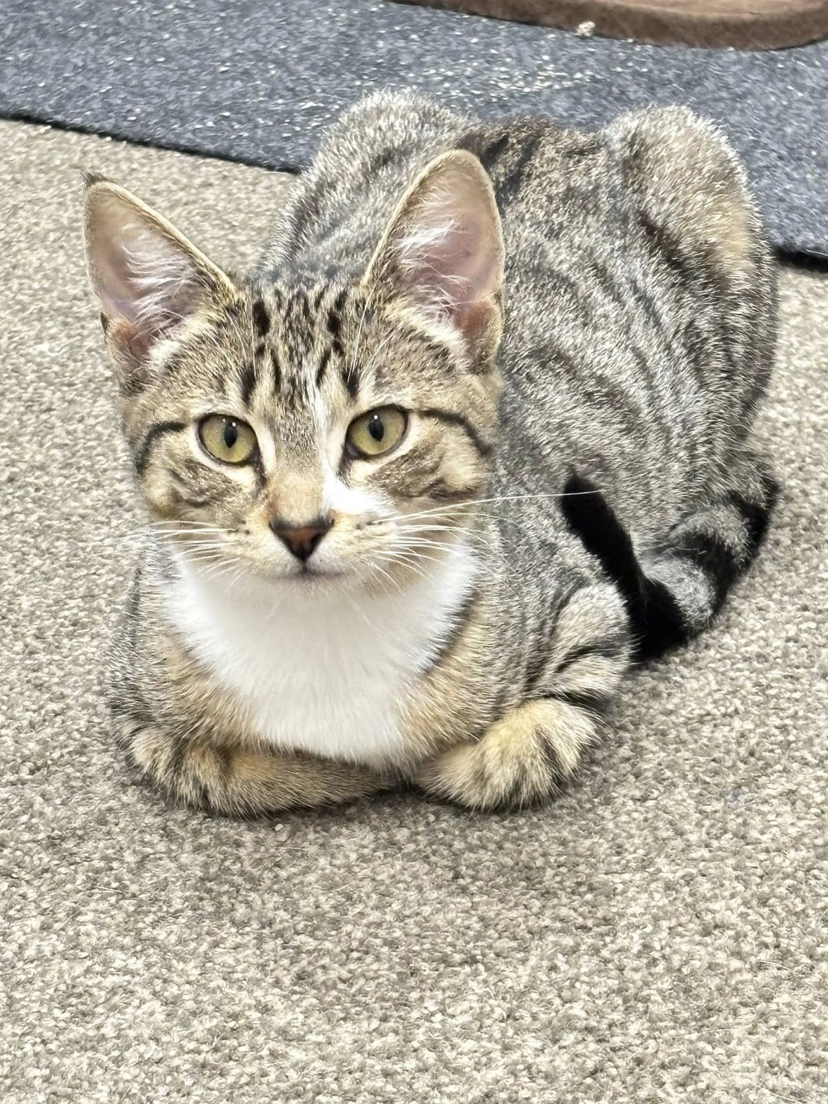 Gallery image: Cappucino