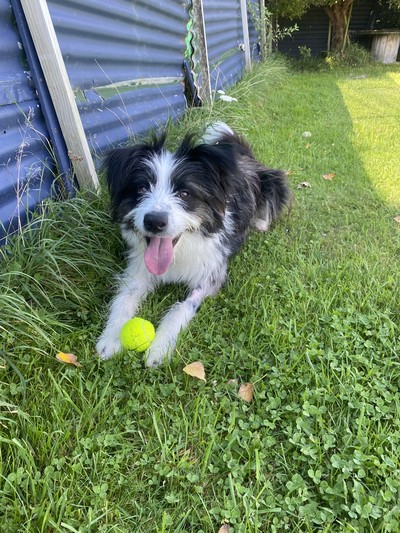 Oscar - Bearded Collie