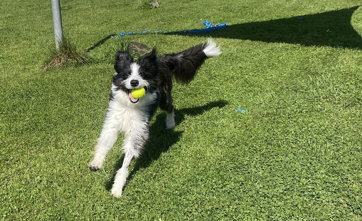 Gallery image: Oscar