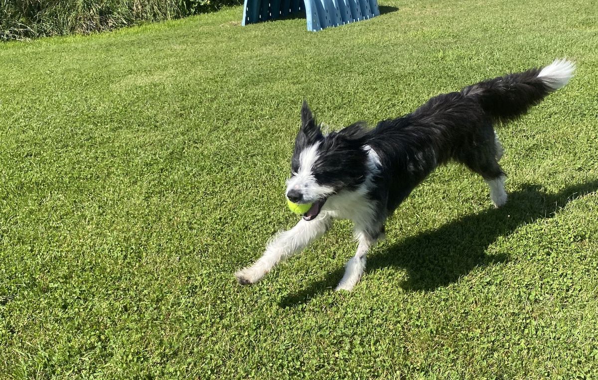 Gallery image: Oscar