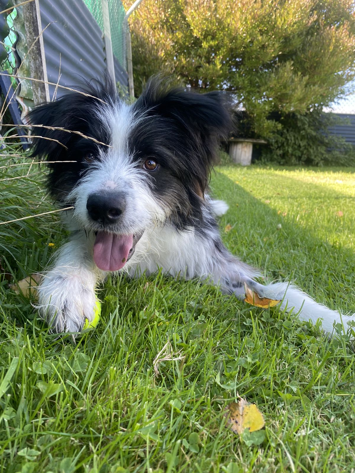 Gallery image: Oscar