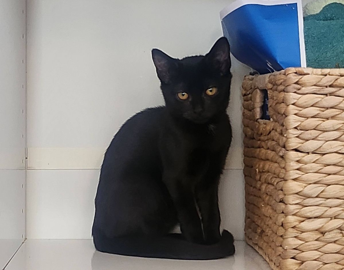 Gallery image: Shadow