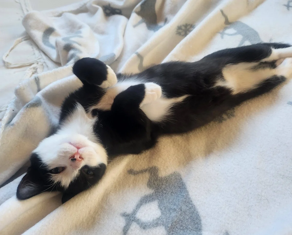 Gallery image: Phantom