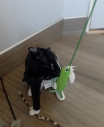 Elaina - Domestic Short Hair