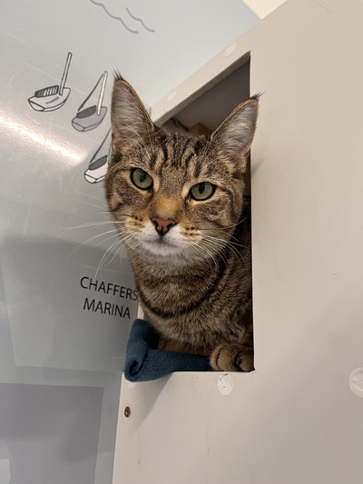 Milo - Domestic Short Hair