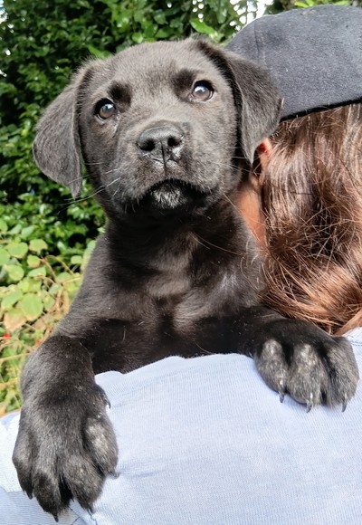 Chase - Large Cross Breed