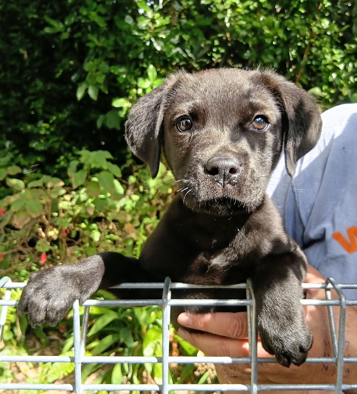 Gallery image: Chase