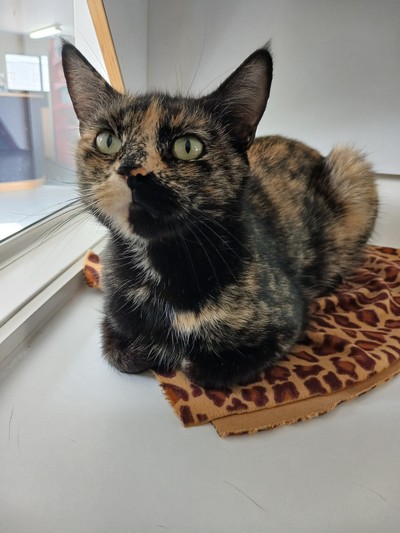 Penny - Domestic Short Hair