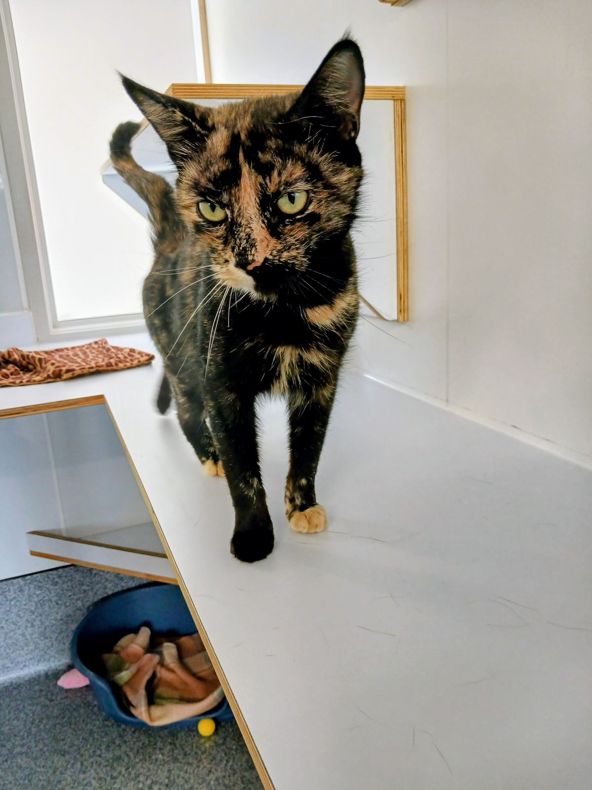 Gallery image: Penny