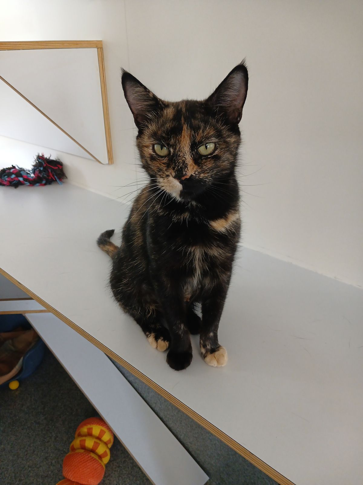 Gallery image: Penny