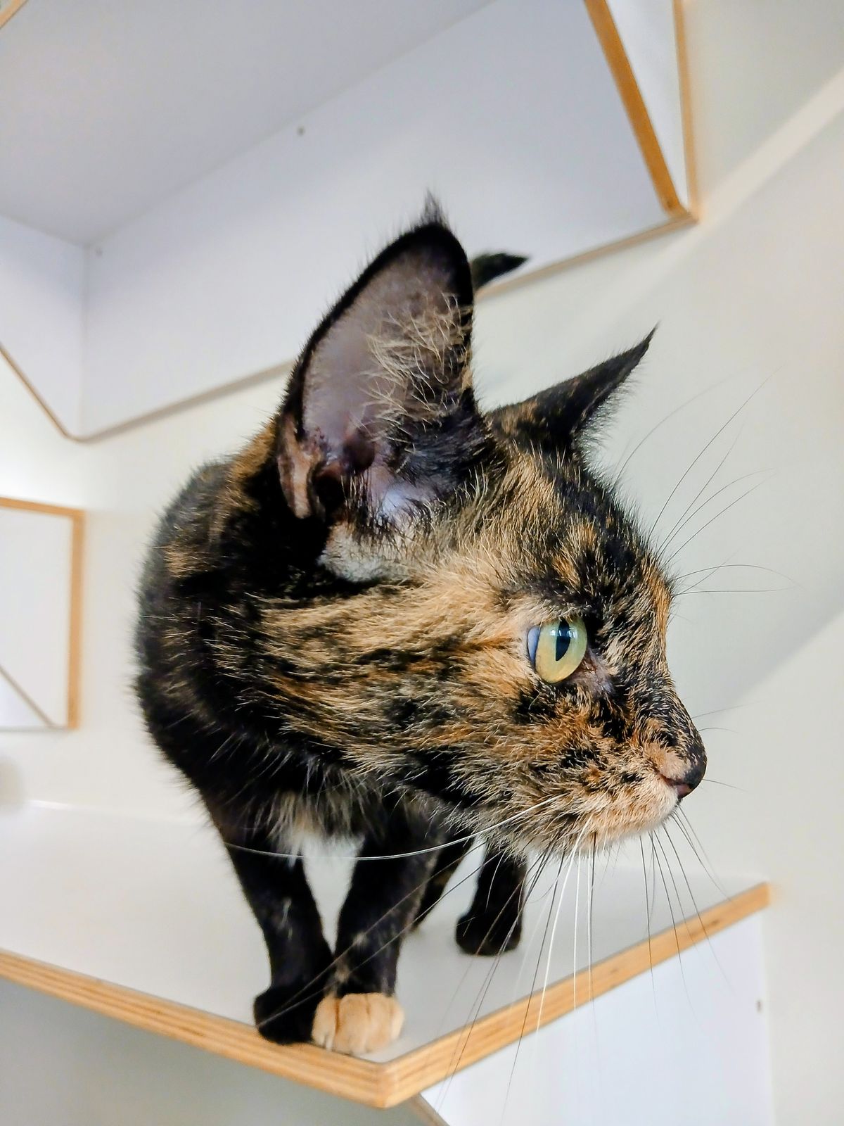 Gallery image: Penny