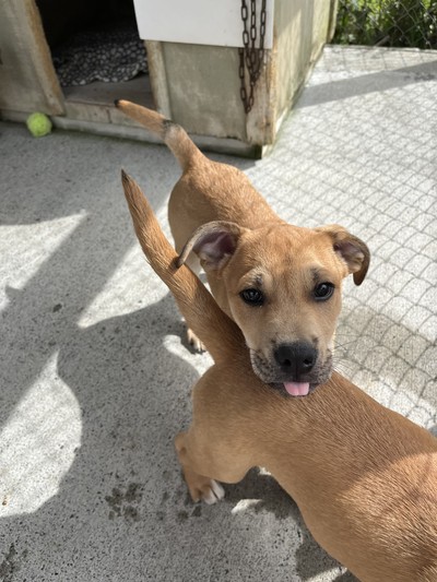 Zion - Medium Cross Breed