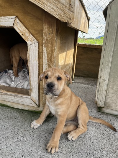 Chunky Monkey - Medium Cross Breed