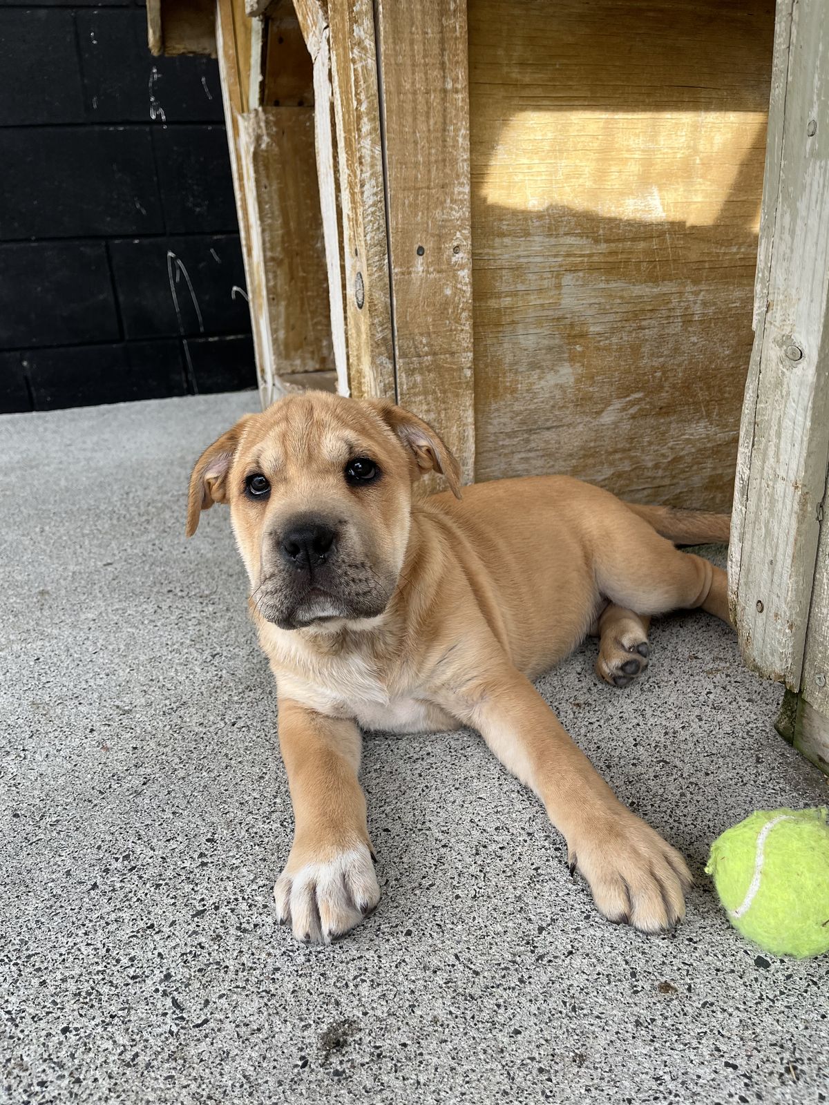 Gallery image: Chunky Monkey