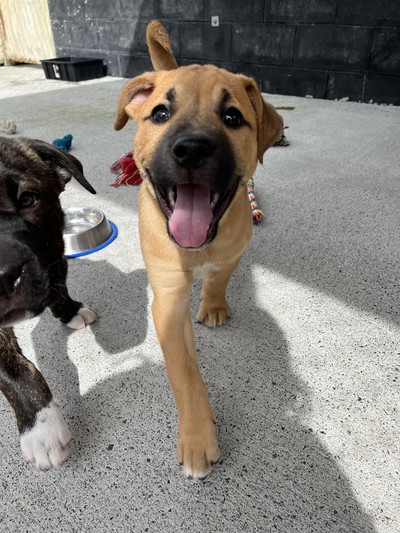 Speedy - Medium Cross Breed