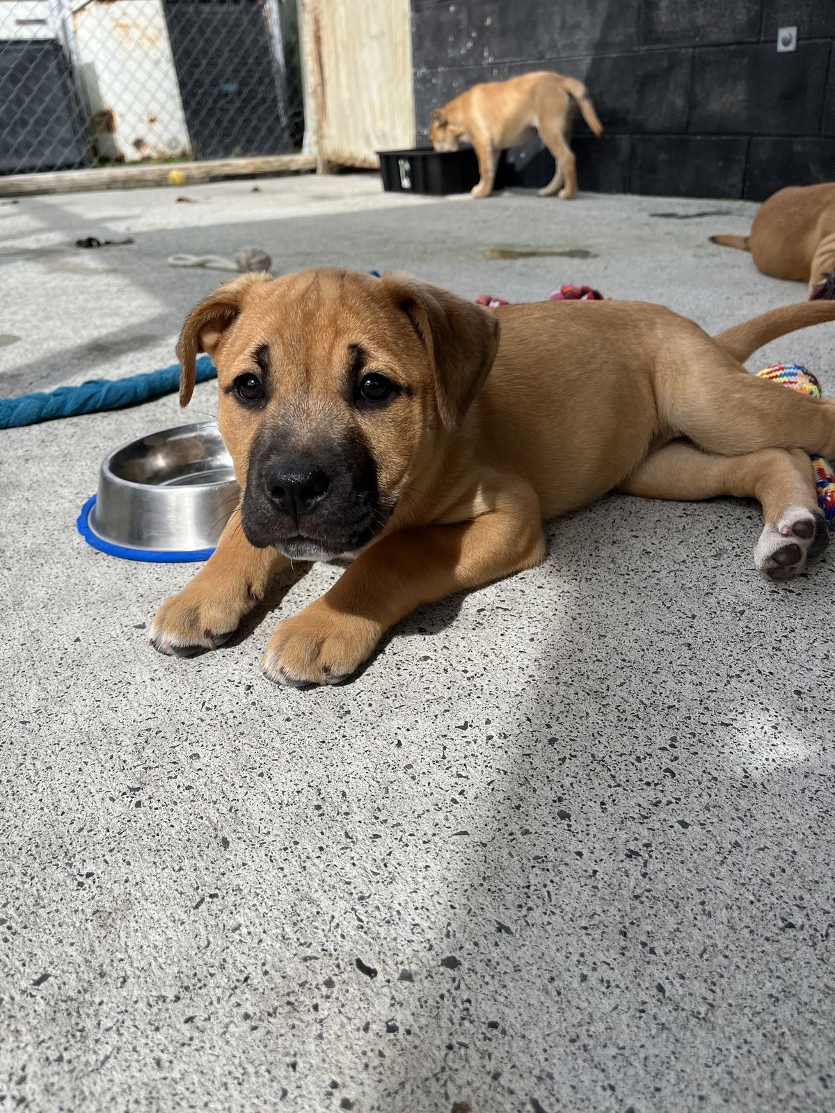 Gallery image: Speedy