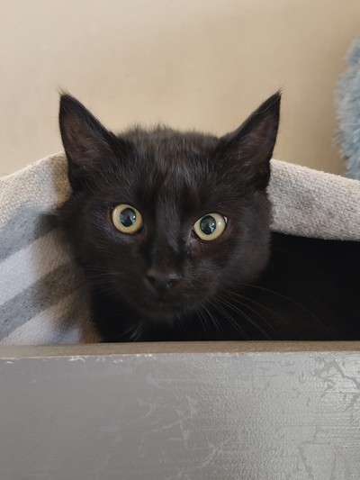 Ramen - Domestic Short Hair