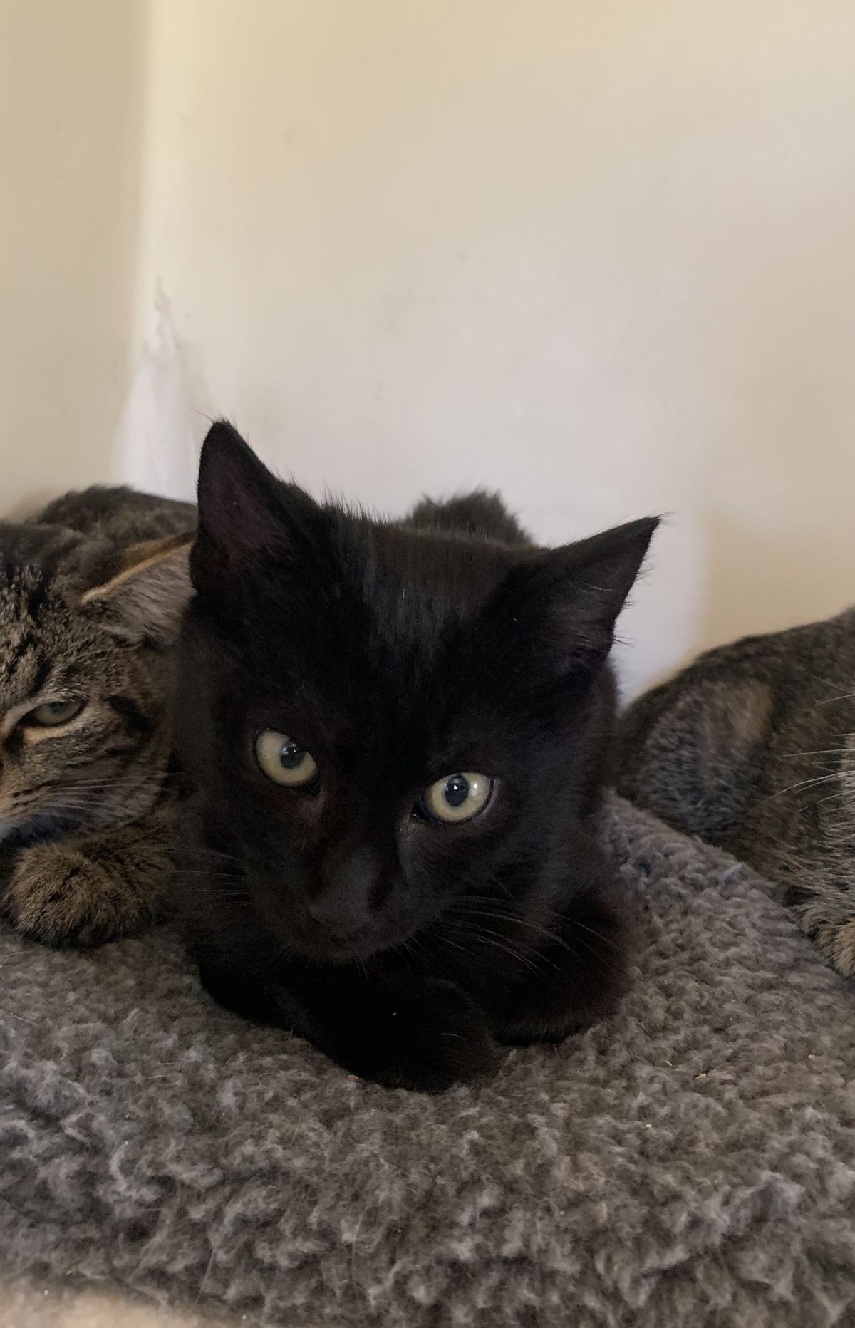 Gallery image: Ramen