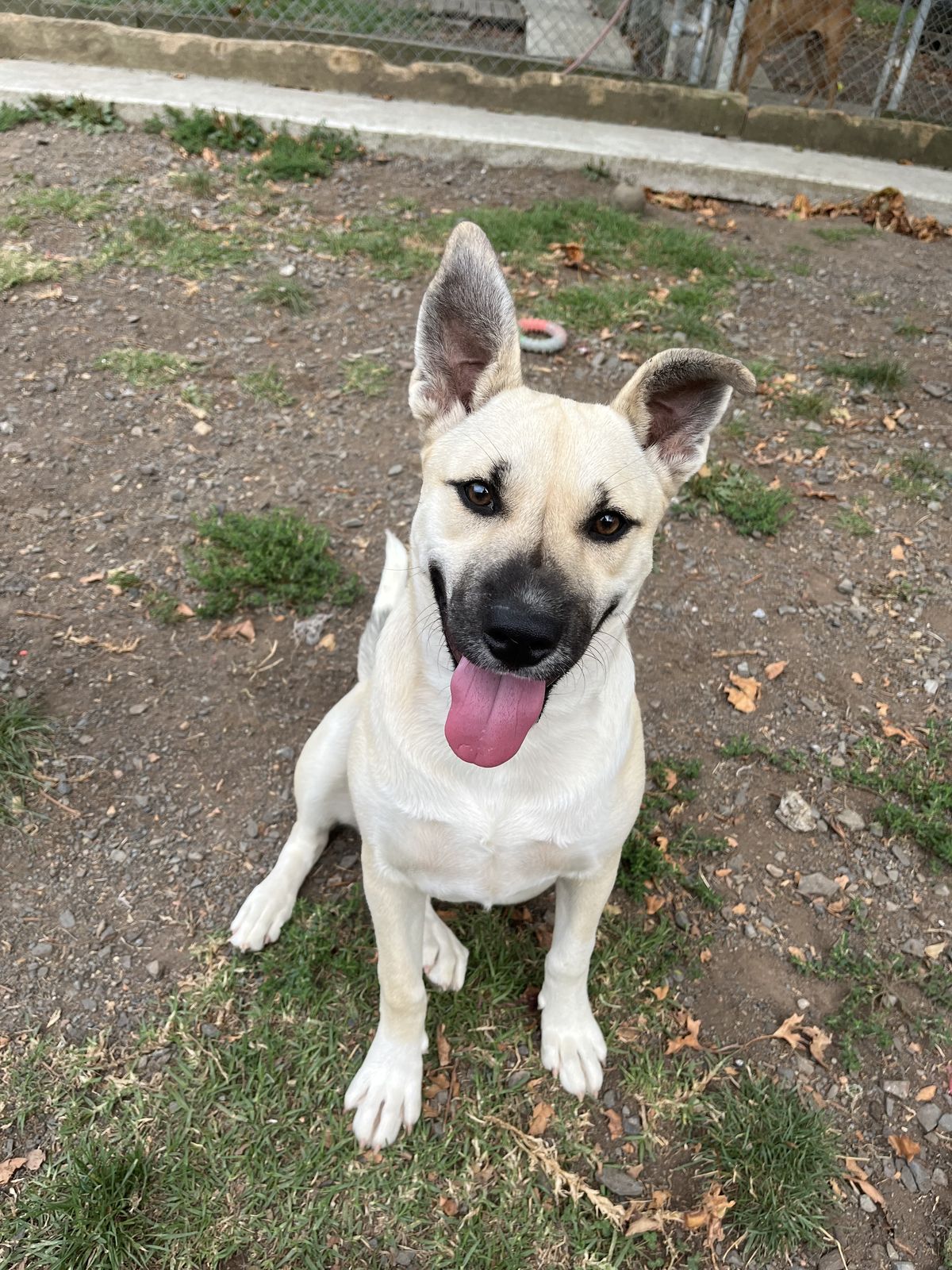 Gallery image: Vixen