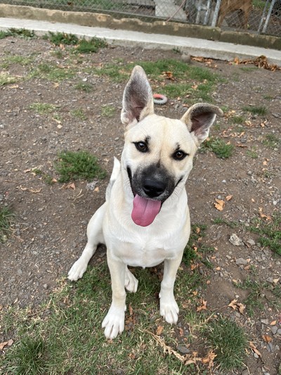 Vixen - Medium Cross Breed