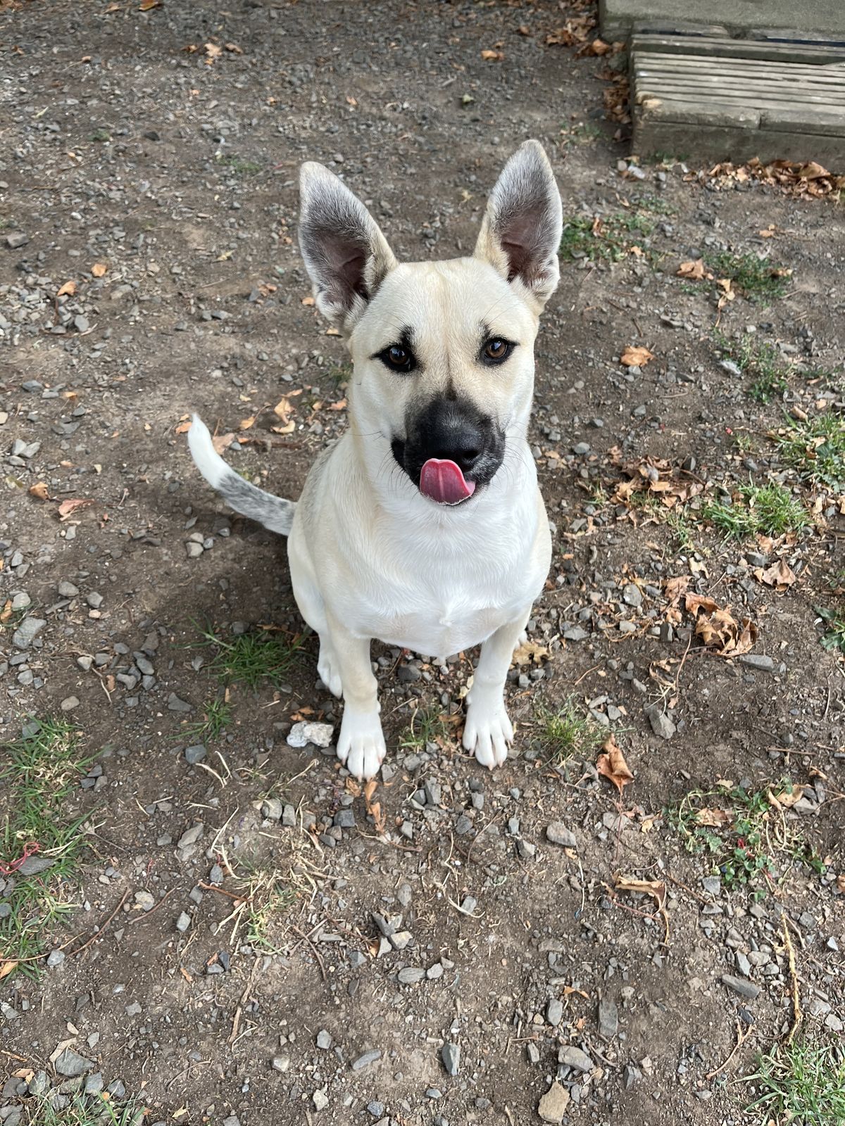 Gallery image: Vixen