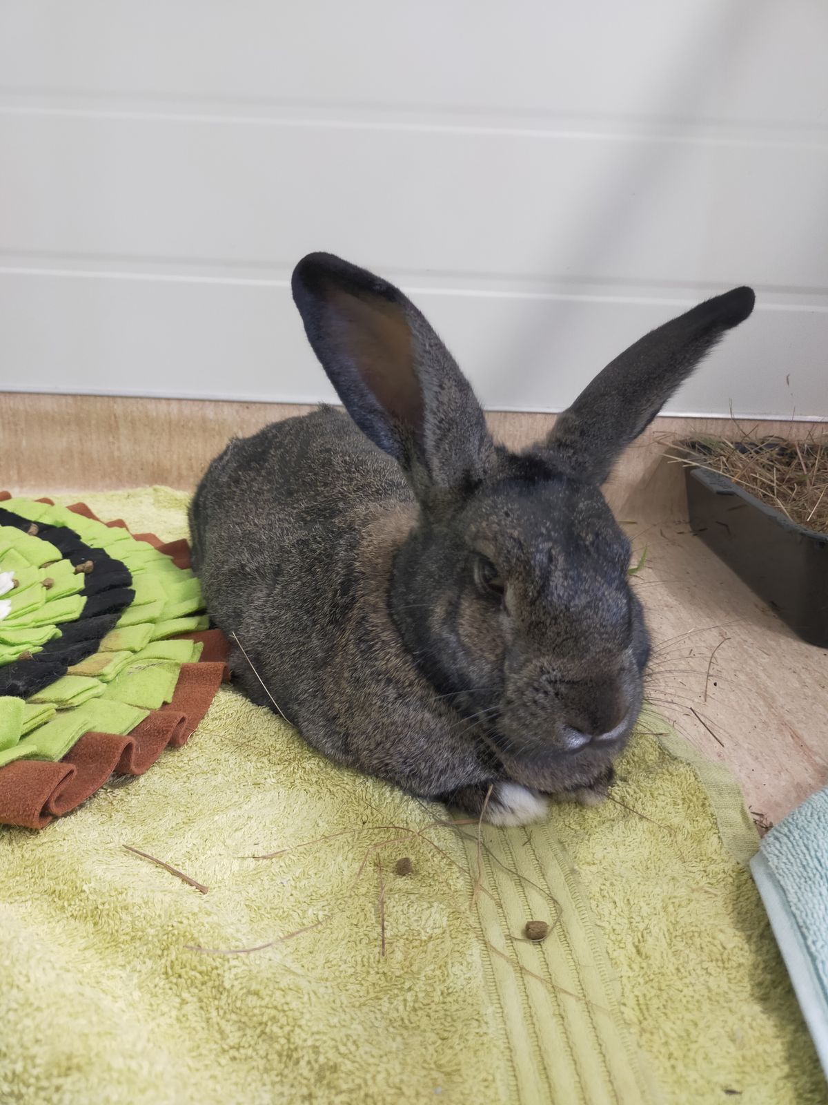 Gallery image: Benjamin