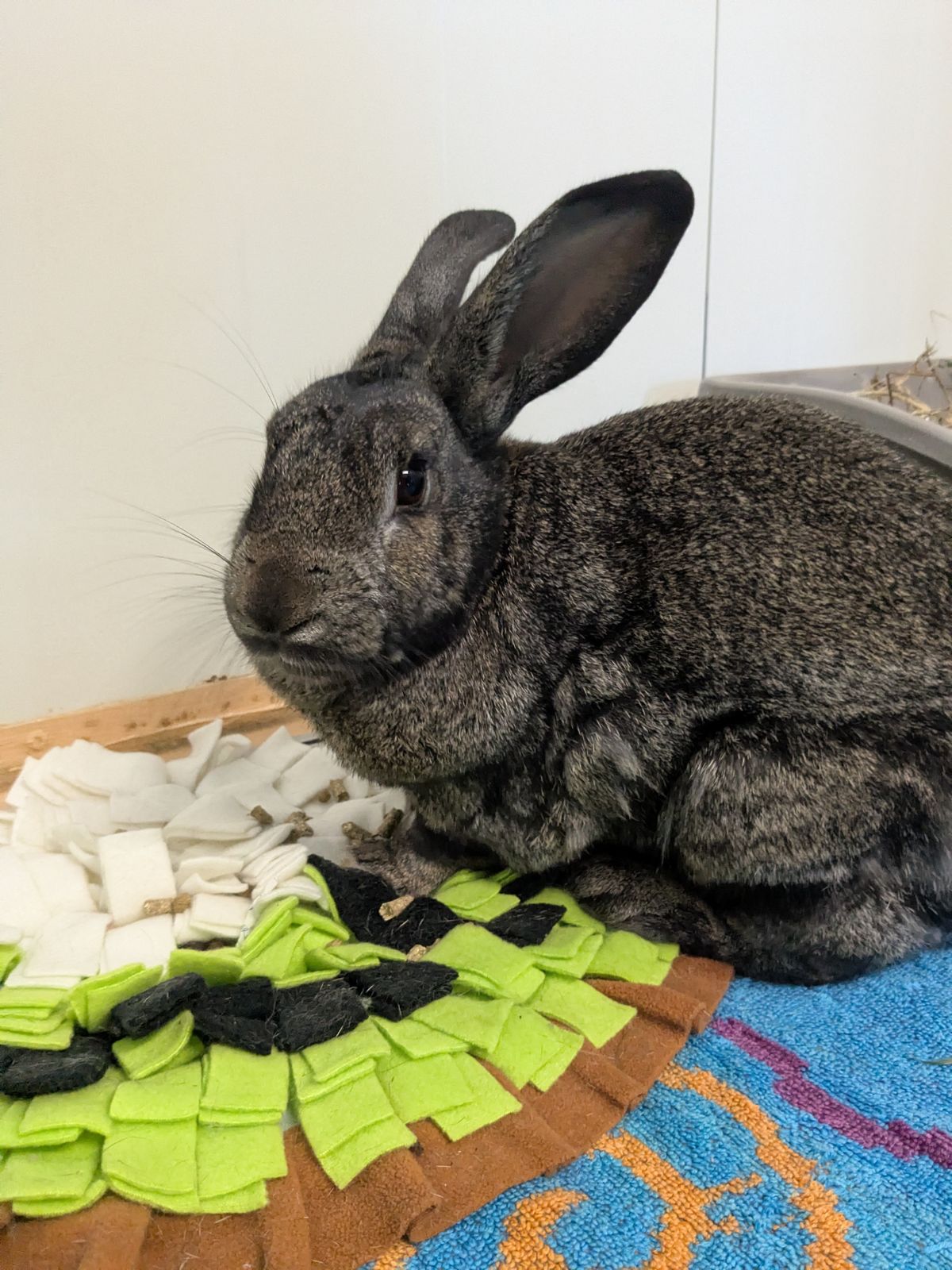 Gallery image: Benjamin