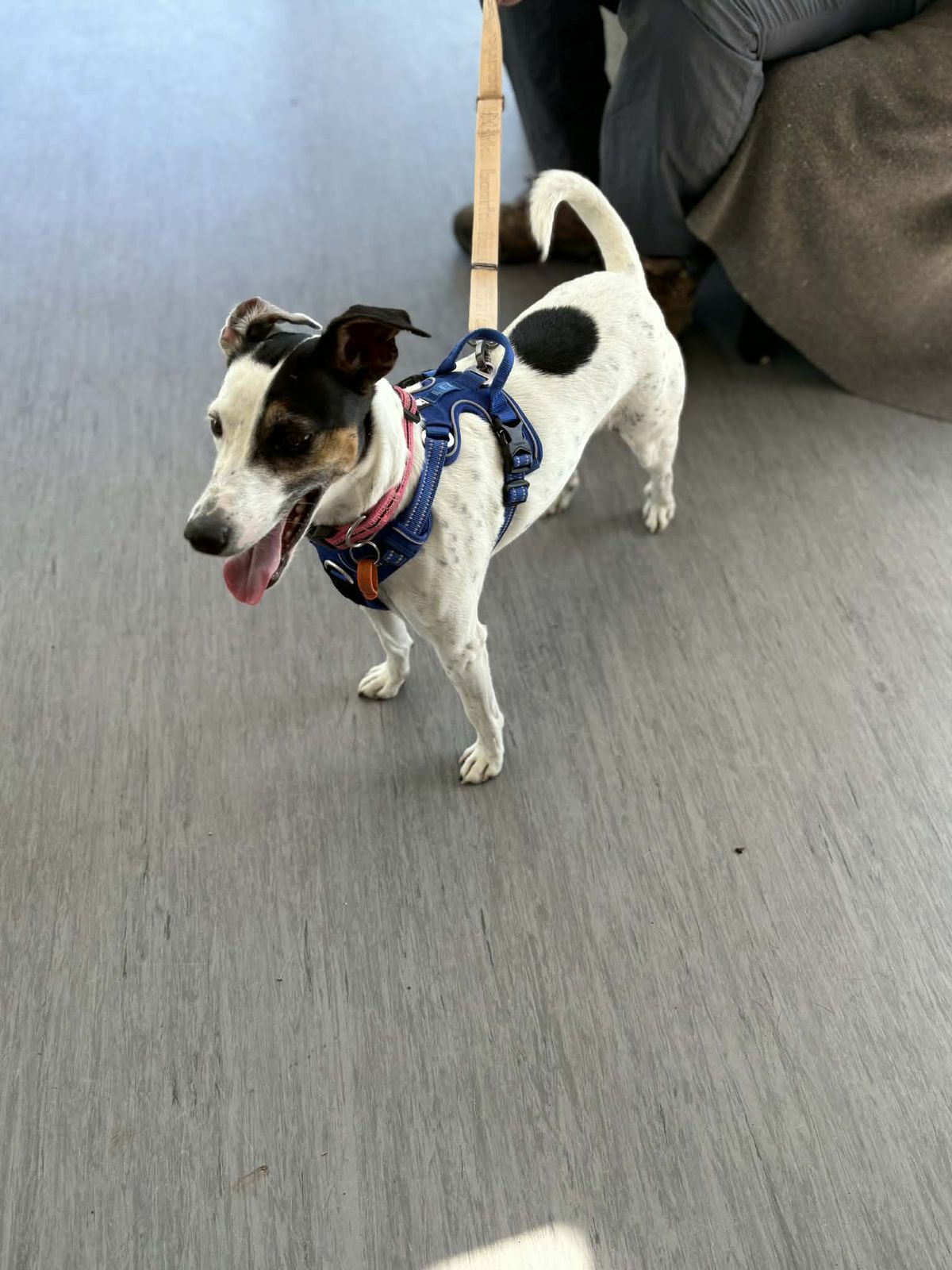 Gallery image: Bubba