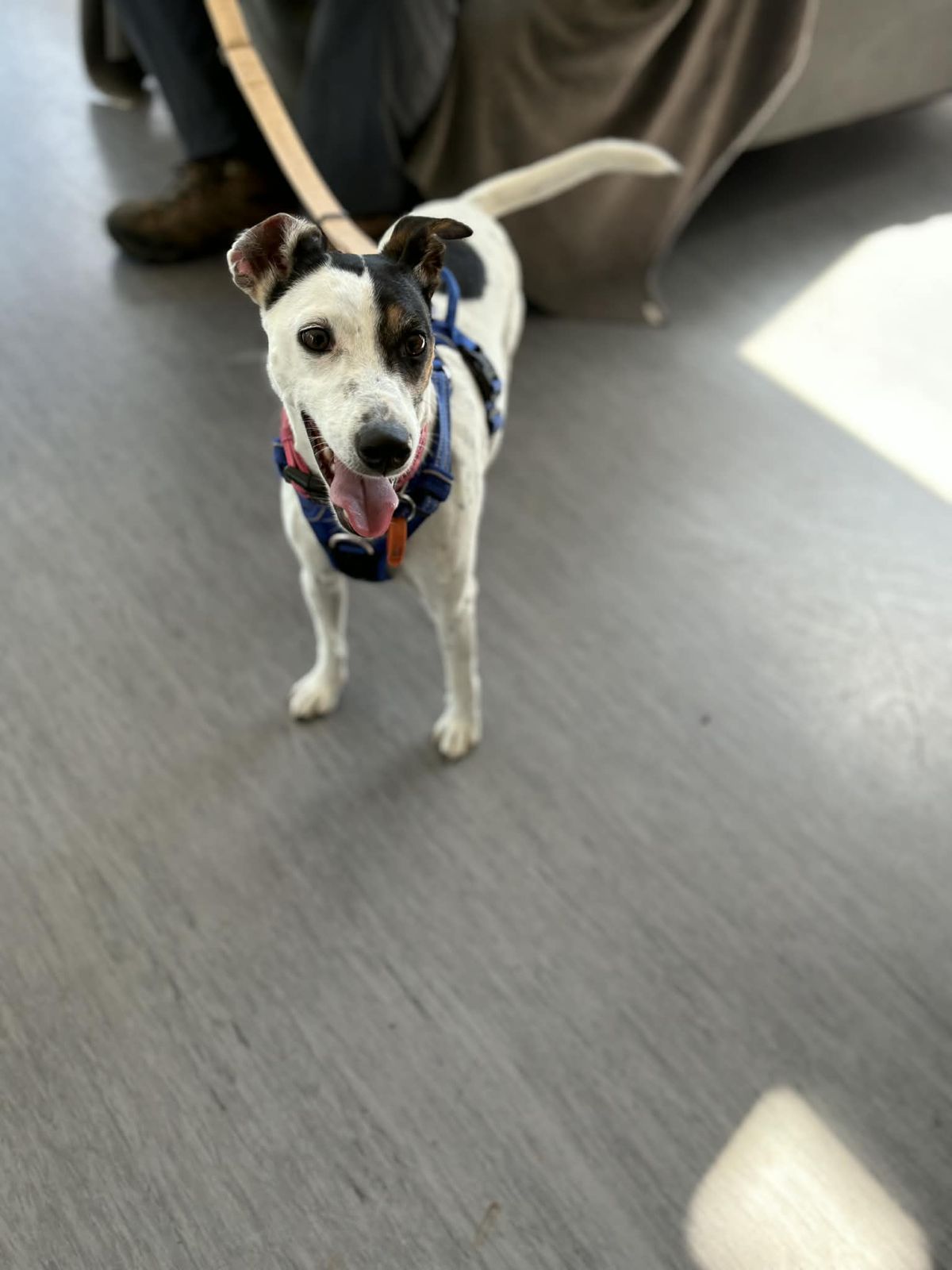 Gallery image: Bubba