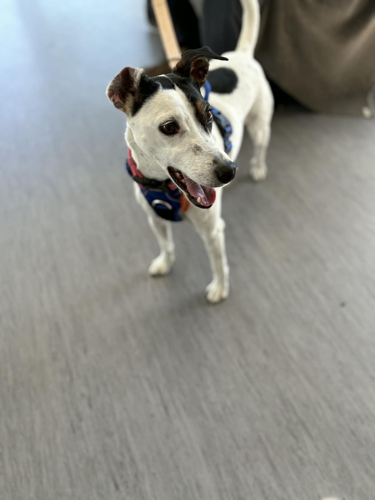 Gallery image: Bubba