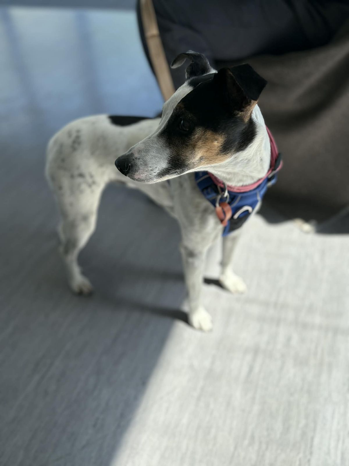 Gallery image: Bubba